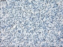 LTA4H Mouse anti-Human, Clone: OTI2C5, liquid, TrueMAB 100 &mu;L; Unconjugated:Antibodies,