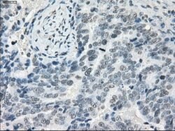 LTA4H Mouse anti-Human, Clone: OTI2C5, liquid, TrueMAB 100 &mu;L; Unconjugated:Antibodies,