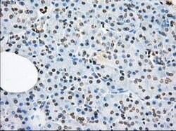 LTA4H Mouse anti-Human, Clone: OTI2C5, liquid, TrueMAB 100 &mu;L; Unconjugated:Antibodies,