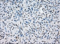 LTA4H Mouse anti-Human, Clone: OTI2C5, liquid, TrueMAB 100 &mu;L; Unconjugated:Antibodies,