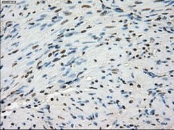 LTA4H Mouse anti-Human, Clone: OTI2C5, liquid, TrueMAB 100 &mu;L; Unconjugated:Antibodies,