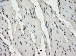 LTA4H Mouse anti-Human, Clone: OTI2C5, liquid, TrueMAB 100 &mu;L; Unconjugated:Antibodies,