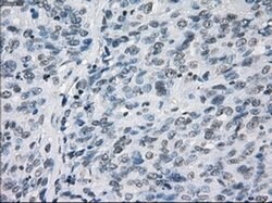 LTA4H Mouse anti-Human, Clone: OTI2C5, liquid, TrueMAB 100 &mu;L; Unconjugated:Antibodies,