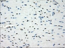 LTA4H Mouse anti-Human, Clone: OTI2C5, liquid, TrueMAB 100 &mu;L; Unconjugated:Antibodies,