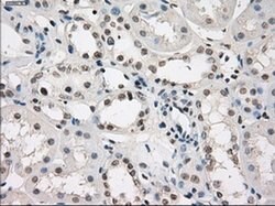 LTA4H Mouse anti-Human, Clone: OTI2C5, liquid, TrueMAB 100 &mu;L; Unconjugated:Antibodies,