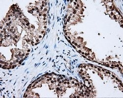 LTA4H Mouse anti-Human, Clone: OTI6B5, lyophilized, TrueMAB 100 &mu;g;