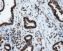 LTA4H Mouse anti-Human, Clone: OTI6B5, lyophilized, TrueMAB 100 &mu;g;