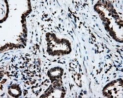 LTA4H Mouse anti-Human, Clone: OTI6B5, liquid, TrueMAB 100 &mu;L | Buy Online | Origene Technologies | Fisher Scientific