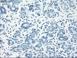 LTA4H Mouse anti-Human, Clone: OTI2A9, lyophilized, TrueMAB 100 &mu;g;