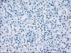 LTA4H Mouse anti-Human, Clone: OTI2A9, lyophilized, TrueMAB 100 &mu;g;