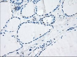 LTA4H Mouse anti-Human, Clone: OTI2A9, lyophilized, TrueMAB 100 &mu;g;