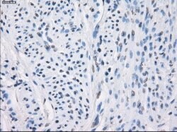 LTA4H Mouse anti-Human, Clone: OTI2A9, lyophilized, TrueMAB 100 &mu;g;