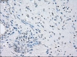 LTA4H Mouse anti-Human, Clone: OTI2A9, lyophilized, TrueMAB 100 &mu;g;