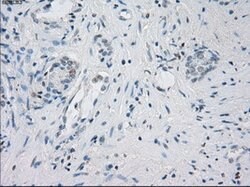 LTA4H Mouse anti-Human, Clone: OTI2A9, lyophilized, TrueMAB 100 &mu;g;