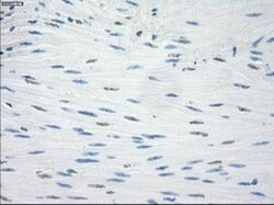 LTA4H Mouse anti-Human, Clone: OTI2A9, lyophilized, TrueMAB 100 &mu;g;