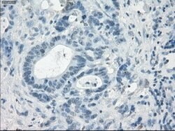 LTA4H Mouse anti-Human, Clone: OTI2A9, lyophilized, TrueMAB 100 &mu;g;