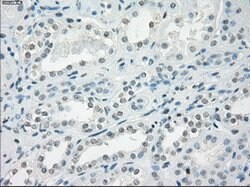 LTA4H Mouse anti-Human, Clone: OTI2A9, lyophilized, TrueMAB 100 &mu;g;