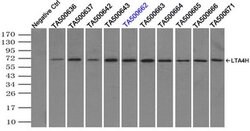 LTA4H Mouse anti-Human, Clone: OTI2C5, liquid, TrueMAB 100 &mu;L; Unconjugated:Antibodies,