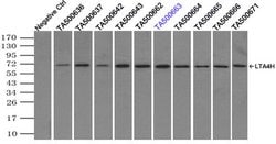 LTA4H Mouse anti-Human, Clone: OTI6B5, lyophilized, TrueMAB 100 &mu;g;