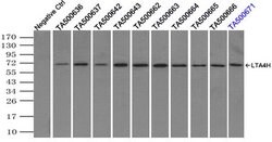 LTA4H Mouse anti-Human, Clone: OTI2A9, lyophilized, TrueMAB 100 &mu;g;