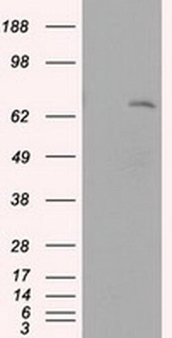 LTA4H Mouse anti-Human, Clone: OTI7D11, liquid, TrueMAB 30 &mu;L | Buy Online | Origene Technologies | Fisher Scientific