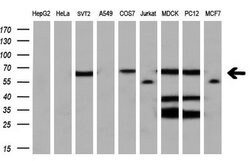 LTA4H Mouse anti-Human, Clone: OTI7D11, liquid, TrueMAB 30 &mu;L | Buy Online | Origene Technologies | Fisher Scientific