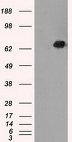 LTA4H Mouse anti-Human, Clone: OTI2C5, liquid, TrueMAB 100 &mu;L; Unconjugated:Antibodies,