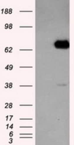LTA4H Mouse anti-Human, Clone: OTI6B5, lyophilized, TrueMAB 100 &mu;g;