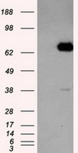 LTA4H Mouse anti-Human, Clone: OTI6B5, liquid, TrueMAB 100 &mu;L | Buy Online | Origene Technologies | Fisher Scientific