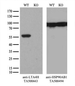 LTA4H Mouse anti-Human, Clone: OTI6B5, lyophilized, TrueMAB 100 &mu;g;