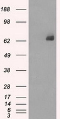 LTA4H Mouse anti-Human, Clone: OTI2A9, lyophilized, TrueMAB 100 &mu;g;