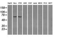 LTA4H Mouse anti-Human, Clone: OTI2A9, lyophilized, TrueMAB 100 &mu;g;