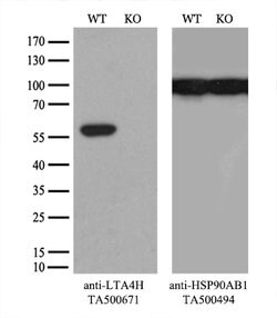 LTA4H Mouse anti-Human, Clone: OTI2A9, lyophilized, TrueMAB 100 &mu;g;