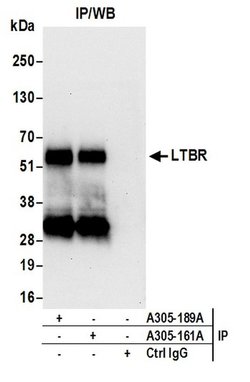 LTBR/Lymphotoxin-beta Receptor Rabbit anti-Human, Polyclonal, Bethyl Laboratories