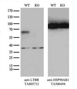 LTBR Mouse anti-Human, Clone: OTI3G10, liquid, TrueMAB 100 &mu;L; Unconjugated:Antibodies,