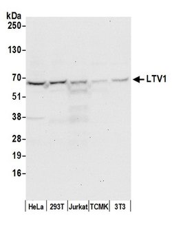 LTV1 Polyclonal Antibody, Bethyl Laboratories 20 &mu;L | Buy Online | Bethyl Laboratories, Inc | Fisher Scientific