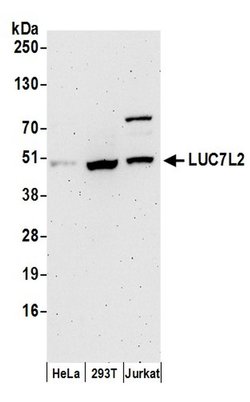 LUC7L2 Polyclonal Antibody, Bethyl Laboratories 20 &mu;L; Unconjugated | Buy Online | Bethyl Laboratories, Inc | Fisher Scientific