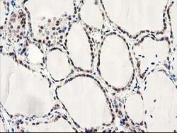 LXN Mouse anti-Human, Mouse, Clone: OTI2G4, lyophilized, TrueMAB 100 &mu;g;
