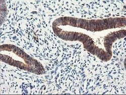 LXN Mouse anti-Human, Mouse, Clone: OTI2G4, lyophilized, TrueMAB 100 &mu;g;