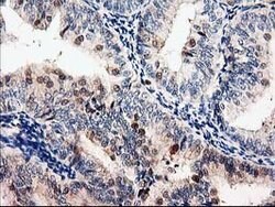 LXN Mouse anti-Human, Mouse, Clone: OTI2G4, lyophilized, TrueMAB 100 &mu;g;