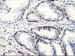 LXN Mouse anti-Human, Mouse, Clone: OTI2G4, lyophilized, TrueMAB 100 &mu;g;