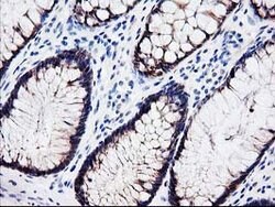 LXN Mouse anti-Human, Mouse, Clone: OTI2G4, lyophilized, TrueMAB 100 &mu;g;