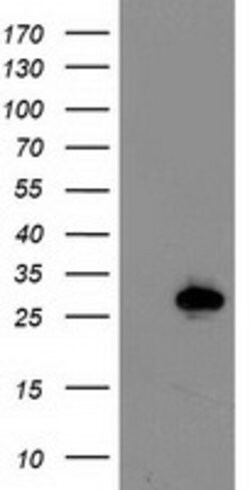 LXN Mouse anti-Human, Mouse, Clone: OTI2G4, lyophilized, TrueMAB 100 &mu;g;