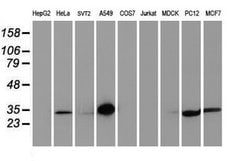 LXN Mouse anti-Human, Mouse, Clone: OTI2G4, lyophilized, TrueMAB 100 &mu;g;