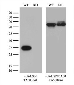 LXN Mouse anti-Human, Mouse, Clone: OTI2G4, lyophilized, TrueMAB 100 &mu;g;