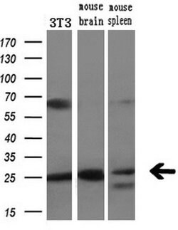LXN Mouse anti-Human, Mouse, Clone: OTI2G4, lyophilized, TrueMAB 100 &mu;g;