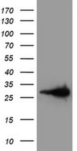 LXN Mouse anti-Human, Clone: OTI1E10, TrueMAB , Origene 30 &mu;L; Unconjugated:Antibodies,