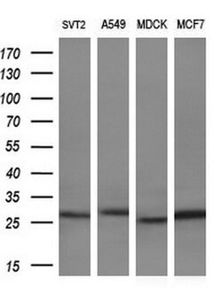 LXN Mouse anti-Human, Clone: OTI1E10, TrueMAB , Origene 30 &mu;L; Unconjugated:Antibodies,