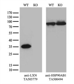 LXN Mouse anti-Human, Clone: OTI1E10, TrueMAB , Origene 30 &mu;L; Unconjugated:Antibodies,