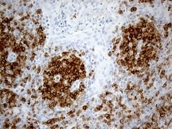 LY9 Mouse anti-Human, Clone: OTI2H4, lyophilized, TrueMAB 100 &mu;g; Unconjugated:Antibodies,
